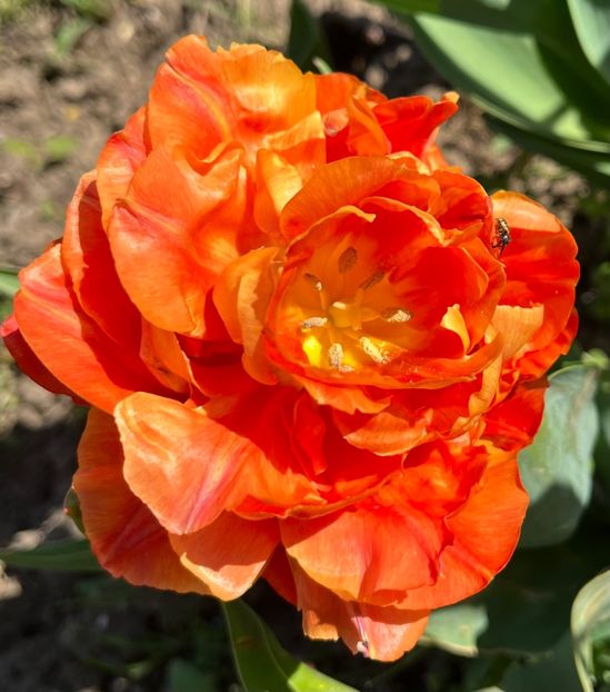 80F93E23-7658-40B6-9452-5C6B35A592B4 - Lalele 2023