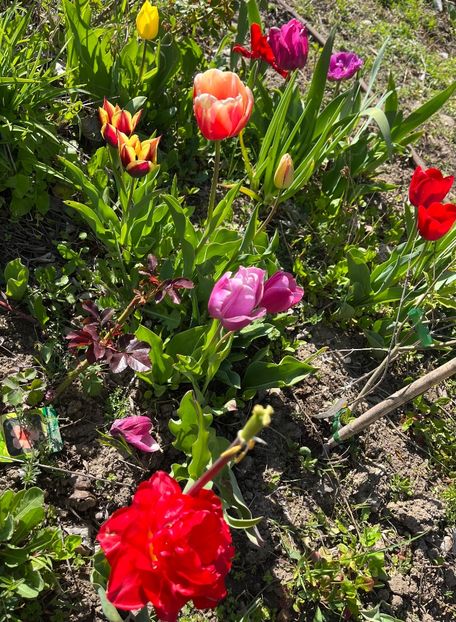 4F153D32-5406-4C5C-A000-5DEF6B5EF9C8 - Lalele 2023