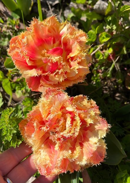 4AA8DCFC-3D83-4405-AD0C-F462E4B4E39F - Lalele 2023