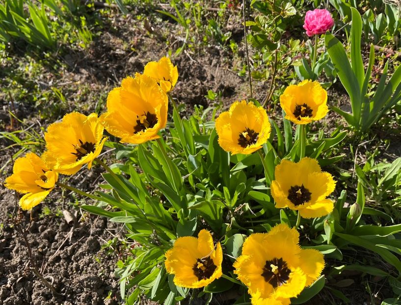 5B3EBB53-A368-4397-9610-619E0882F069 - Lalele 2023