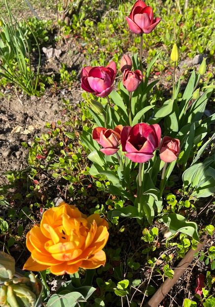 4ED926D9-9799-4F44-B3BD-6F38E78BF1C6 - Lalele 2023