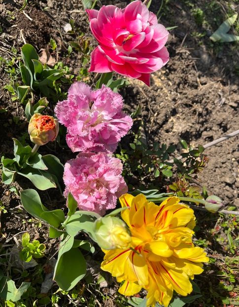 0092FE84-4267-44B0-82EA-9EAE348105A4 - Lalele 2023