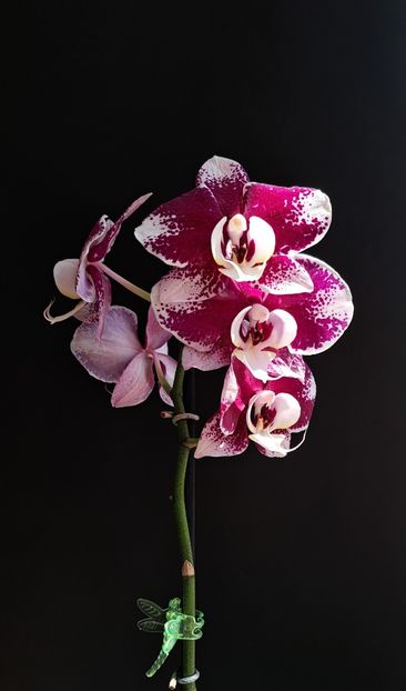  - Phalaenopsis 2