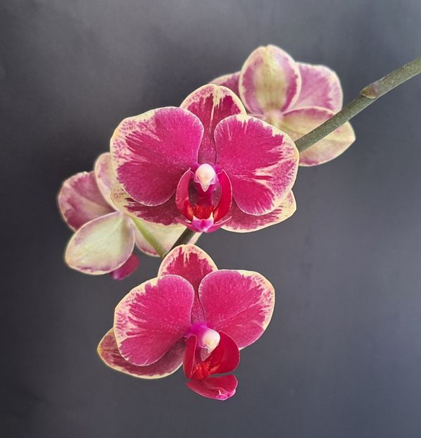  - Phalaenopsis 2