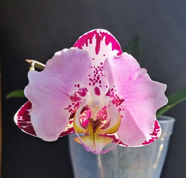  - Phalaenopsis 2