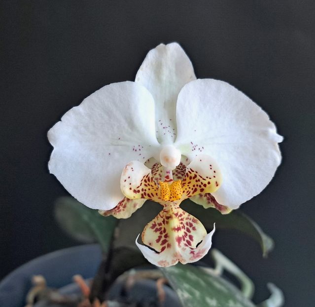  - Phalaenopsis 2