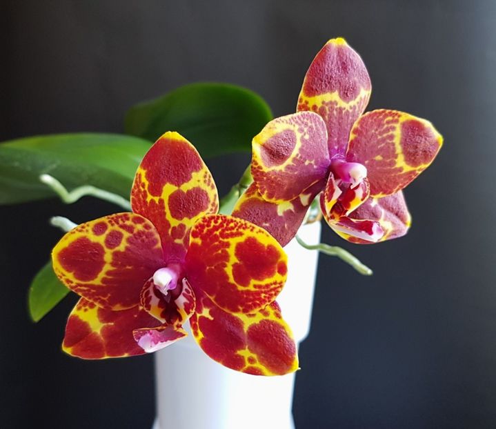  - Phalaenopsis 2