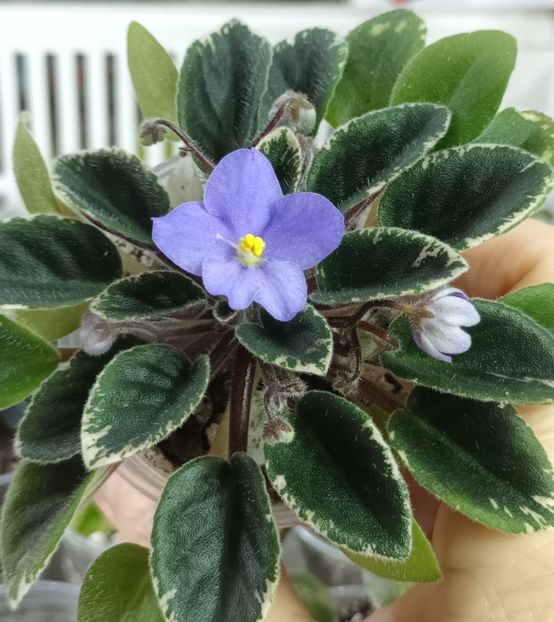  - 1 1 Violete Africane de Colecție