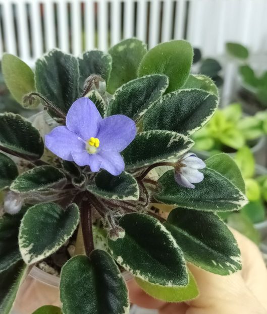  - 1 1 Violete Africane de Colecție