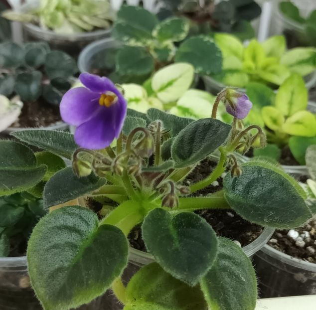  - 1 1 Violete Africane de Colecție