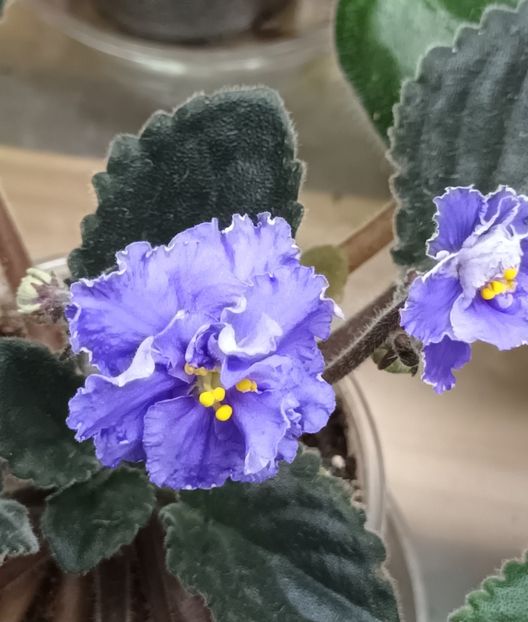  - 1 1 Violete Africane de Colecție