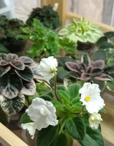  - 1 1 Violete Africane de Colecție