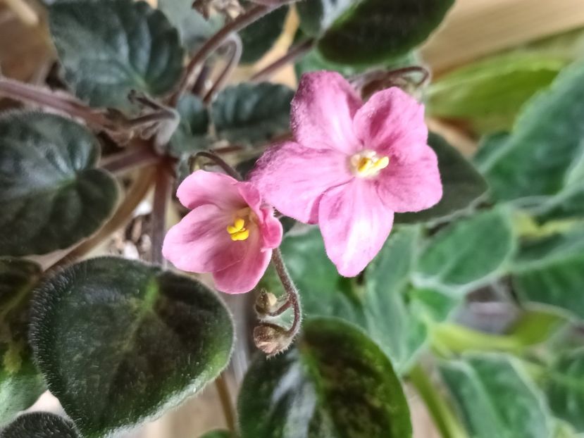  - 1 1 Violete Africane de Colecție