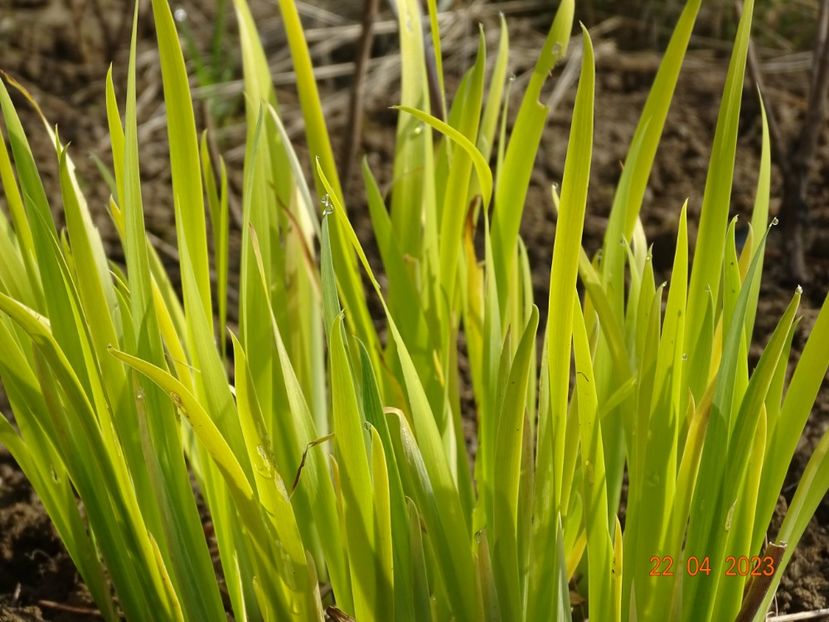 iris sibirica Fran's Gold - Irisi si bujori 2023