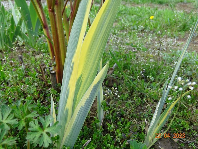 iris pallida Variegata - Irisi si bujori 2023