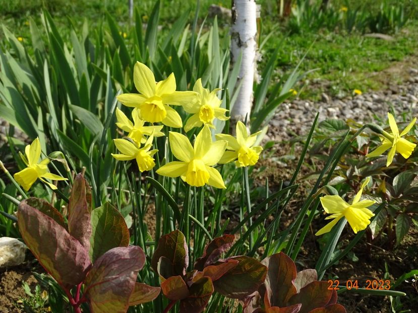 Lemon Sailboat - z-Dobarland 2023