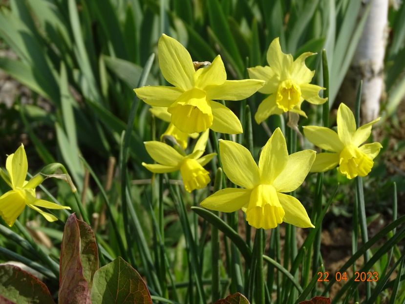 Lemon Sailboat - z-Dobarland 2023