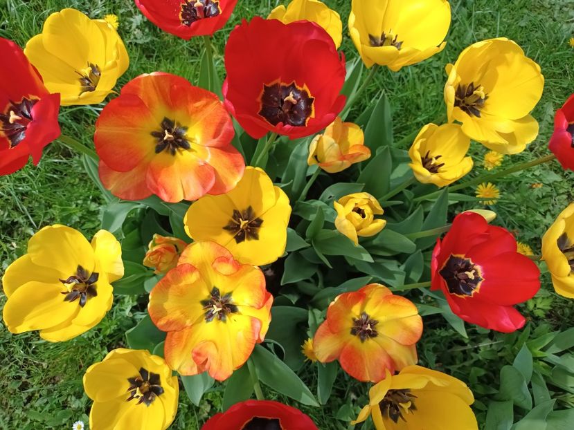  - AAAA_LALELE 2019_2020_2022_2023