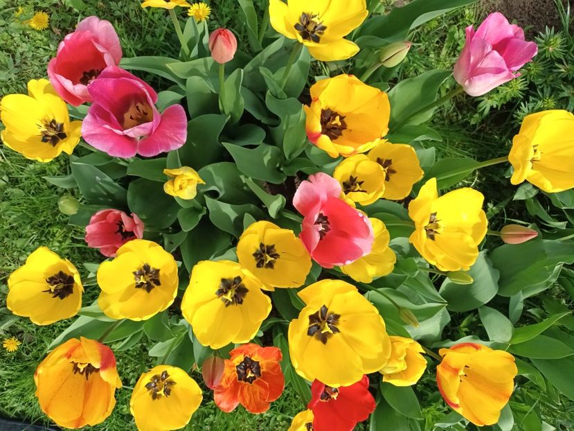  - AAAA_LALELE 2019_2020_2022_2023