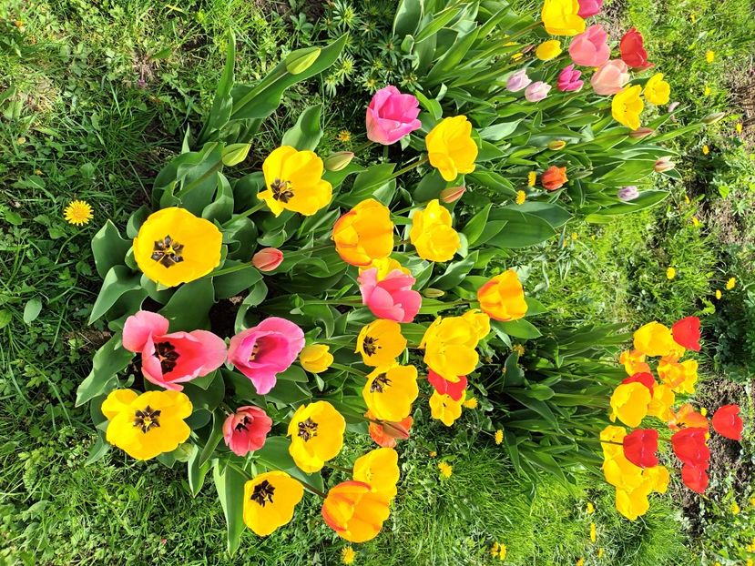  - AAAA_LALELE 2019_2020_2022_2023