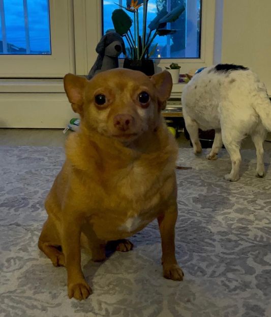  - Collection of Tintypes