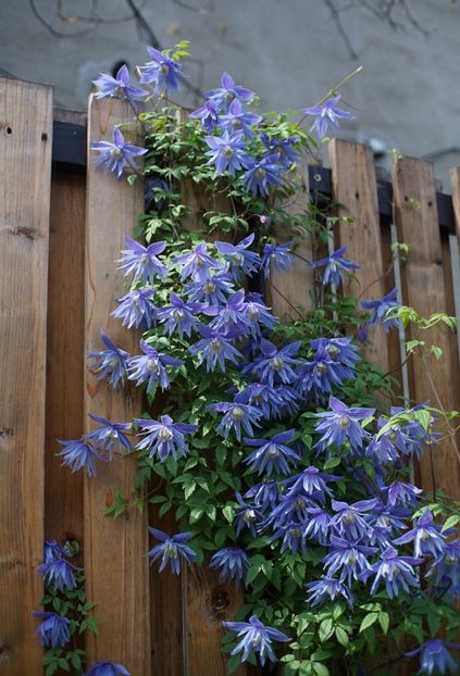  - Macropetala Maidwell Hall