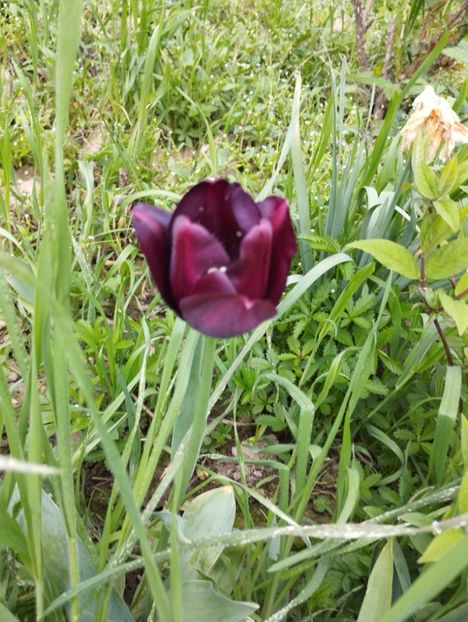  - Gradina 2023