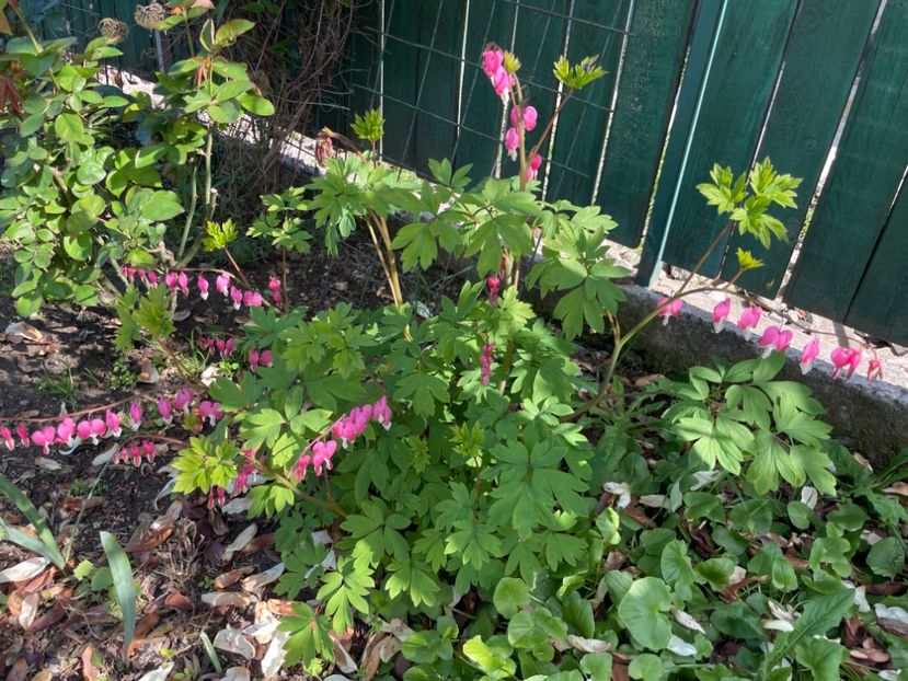 DA83FD90-23AC-4544-896C-B041F2A88098 - 01 Primăvara 2023