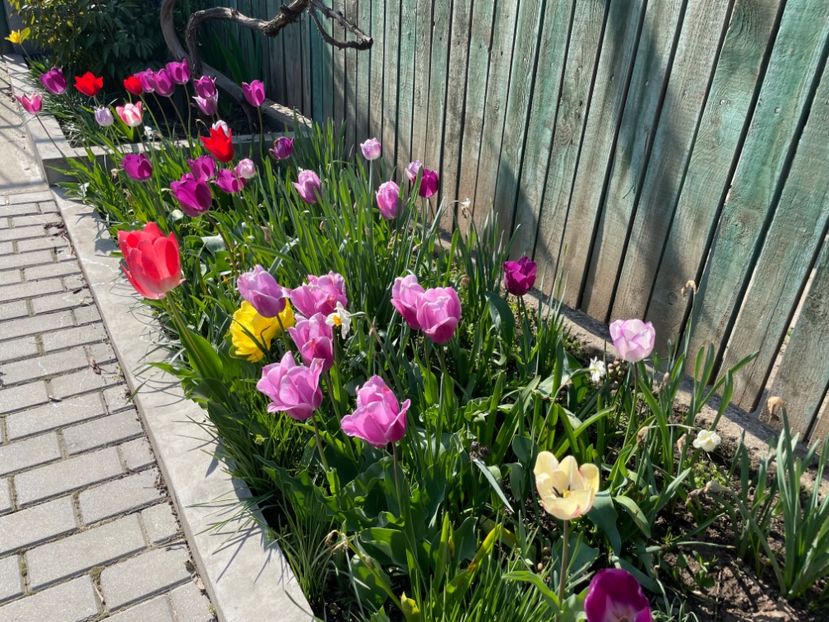 A9CAD635-3CAC-476D-82D6-269D54A7AF26 - 01 Primăvara 2023