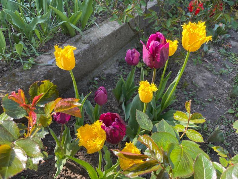 84767351-A233-4E58-9908-50D788234A13 - 01 Primăvara 2023