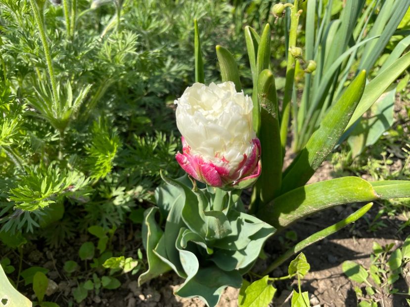 CE18AF79-3AEC-45D7-A5D5-5FCF8D24DA26 - 01 Primăvara 2023