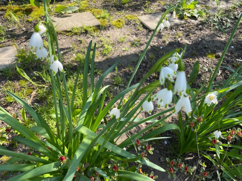 724321E5-E1BC-42A5-B1F3-7C713E5EE61F - 01 Primăvara 2023