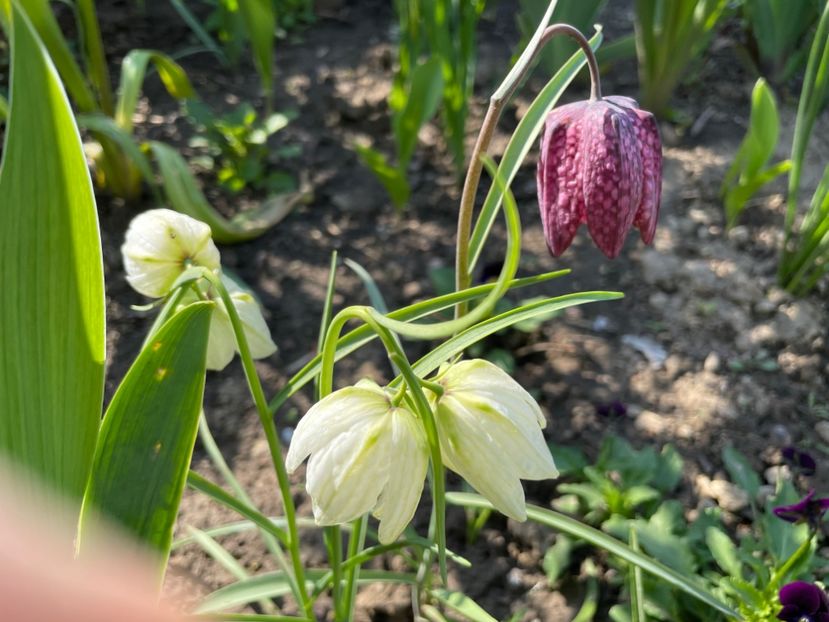 9AA15006-4193-48B1-89FE-F9F06A57411B - 01 Primăvara 2023