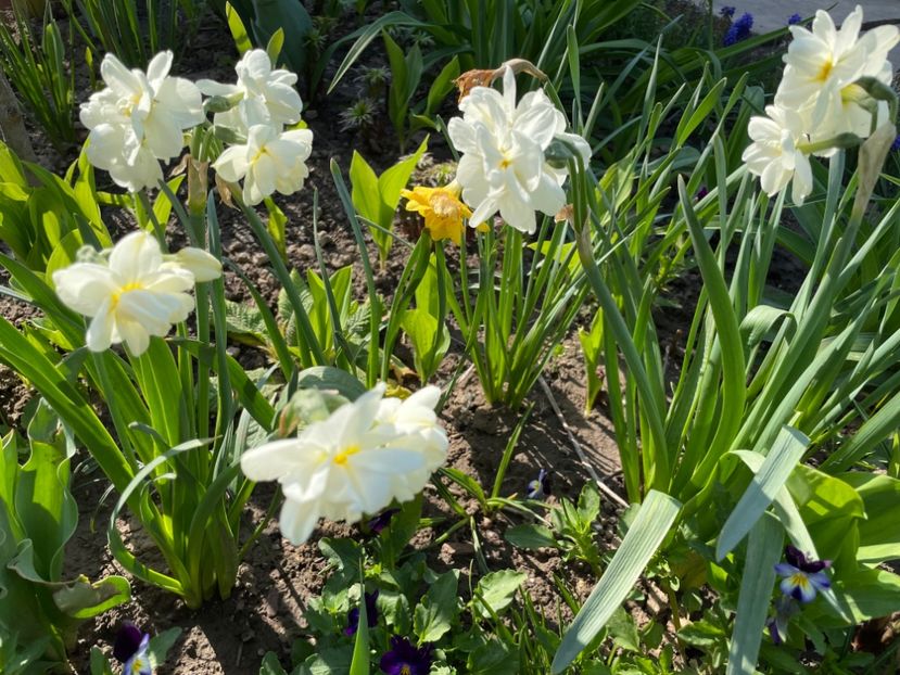 AE04F717-0F28-4147-82A9-77026D3A41AB - 01 Primăvara 2023