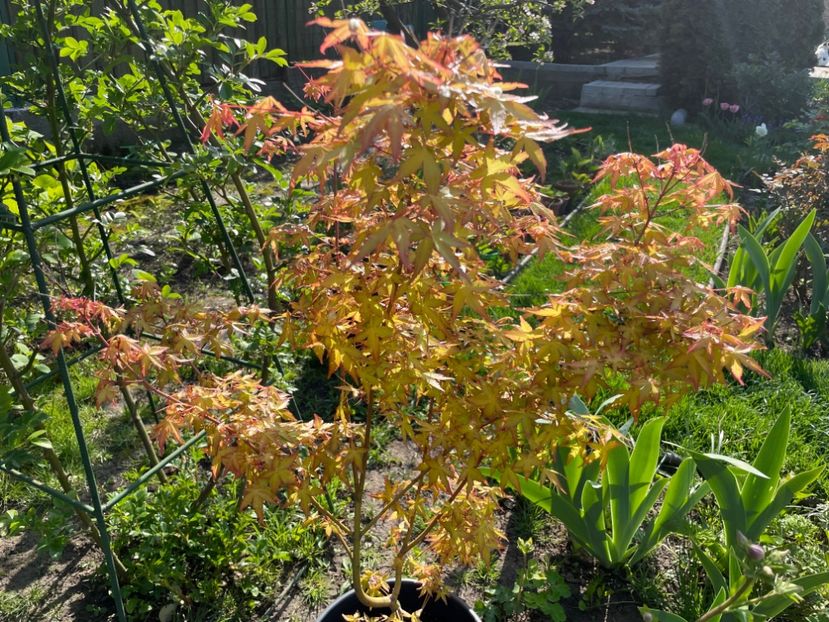 7998B1B5-85C4-4E97-BD5B-5DAC3F870C5A - 01 Primăvara 2023