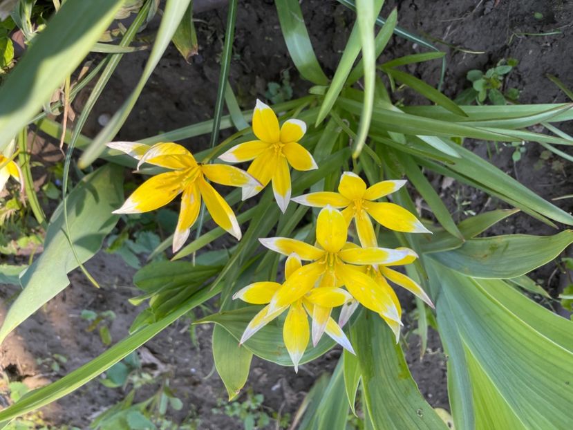 38A034CB-4A83-4C63-BFE5-545EBFFE5EB5 - 01 Primăvara 2023