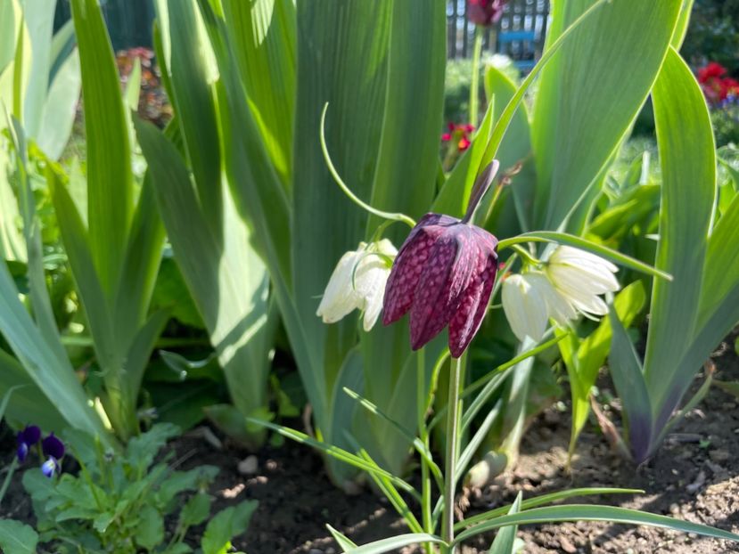 4E26DC37-9A3B-43A2-B1E6-FC3EB0ABFE13 - 01 Primăvara 2023