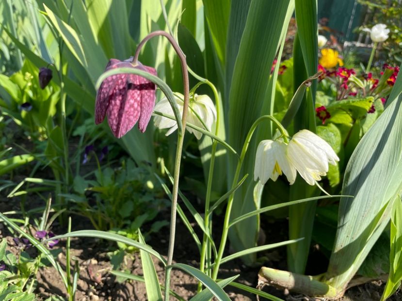 2D9E6DA0-0A07-4CF5-8620-1B0F17FD1C20 - 01 Primăvara 2023