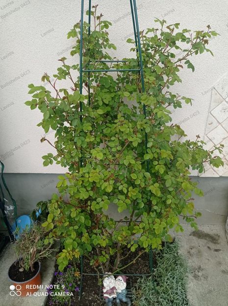 Bathsheba - 23 aprilie 2023 - Bathsheba