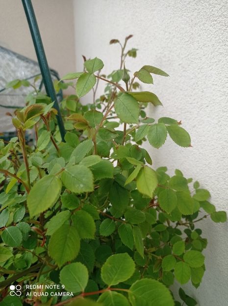 Bathsheba - 23 aprilie 2023 - Bathsheba