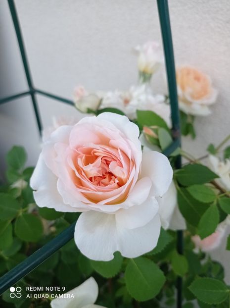 Bathsheba 2022 - Bathsheba