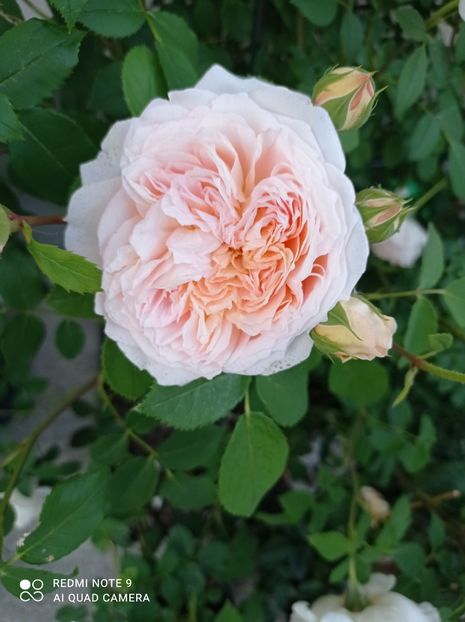 Bathsheba 2022 - Bathsheba