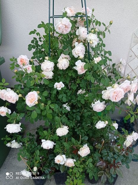 Bathsheba 2022 - Bathsheba