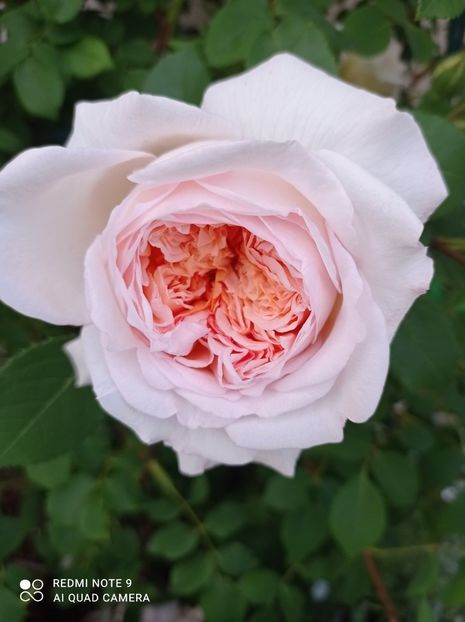 Bathsheba 2022 - Bathsheba