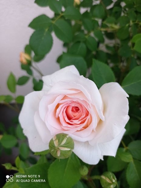 Bathsheba 2022 - Bathsheba