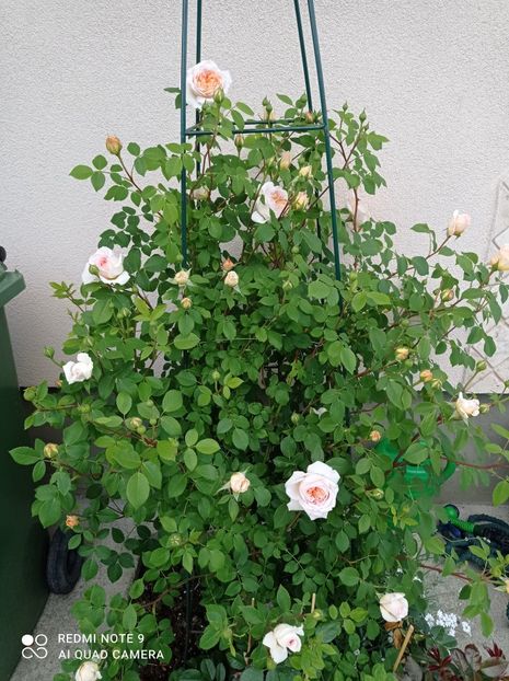 Bathsheba 2022 - Bathsheba