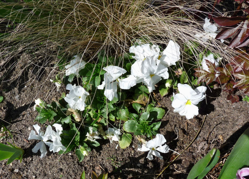  - 2023 - 01 - Primavara