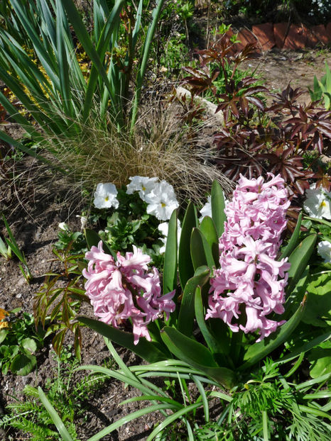  - 2023 - 01 - Primavara