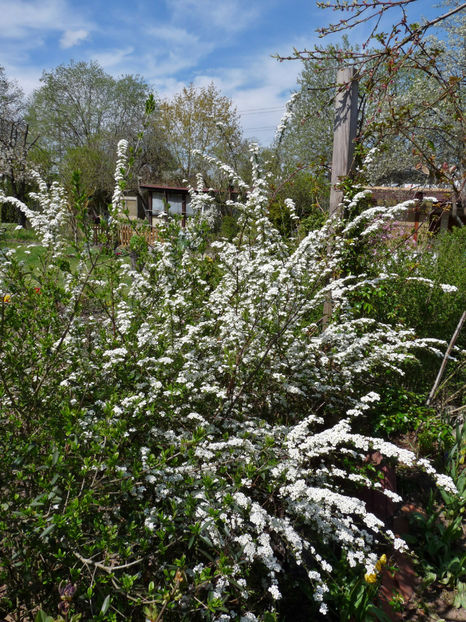  - 2023 - 01 - Primavara