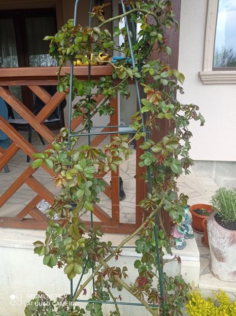 Posibil Eden rose 23 aprilie 2023 - In fața terasei